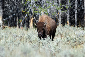 Wildlife Yellowstone<br>NIKON D4, 500 mm, 900 ISO,  1/2000 sec,  f : 6.3 